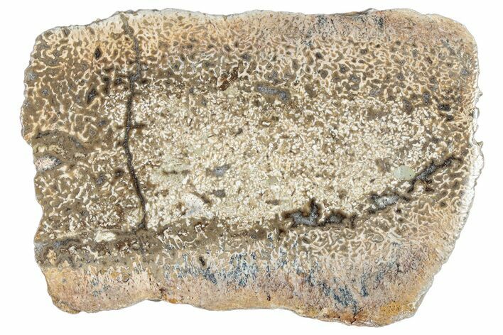 Polished Dinosaur Bone (Gembone) Slab - Morocco #290309